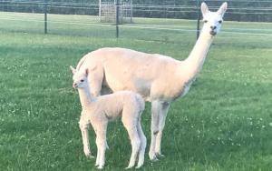 Alpaca Niels en mama geboren 13-6-2019 Camping de Muk
