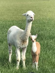 Alpaca Nigel en mama geboren 17-7-2019 Camping de Muk