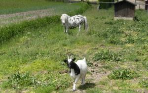 Pony en geit Camping de Muk Winssen